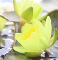 lotus2.jpg